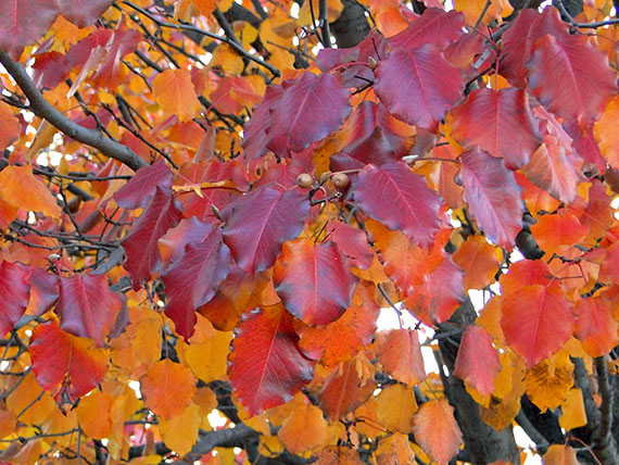 Colores de otoño para tu jardín (2ª parte): con flores y frutos